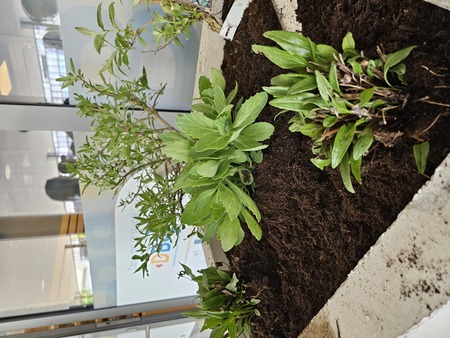 Zasaditev medovitih rastlin pred TIC Domžale